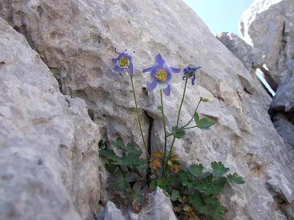 Aquilegia magellensis /  Aquilegia magellense